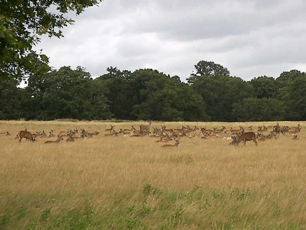 Richmond Park